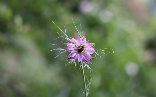 Love-in-a-Mist Flowers