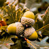 Acorns Autumn Sign