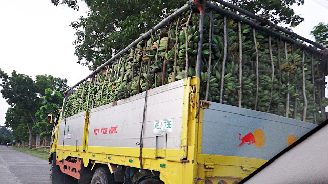 a big truckload of bananas