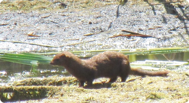 IMG_9633a Mink Maybe (17) IMG_9633a Mink Maybe (17)
