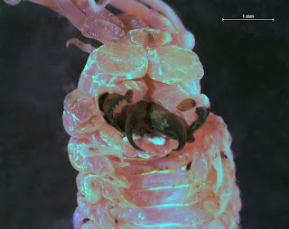 Close-up of the Ornate Tube Worm's jaws under a microscope.