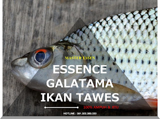 Essen Ikan Tawes Galatama