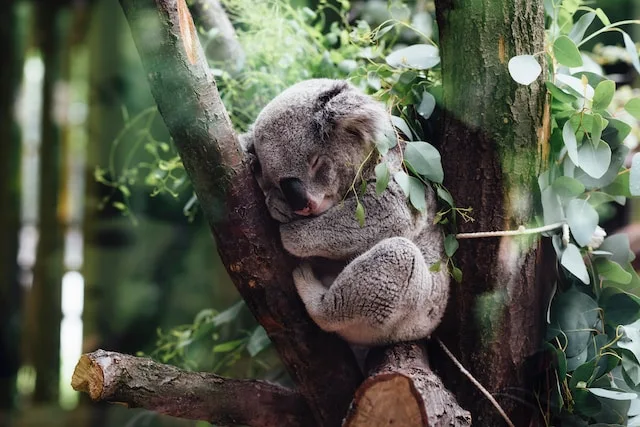 picture of a cute koala