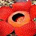 Bunga Rafflesia Arnoldii Ternyata Bisa Dibudidayakan