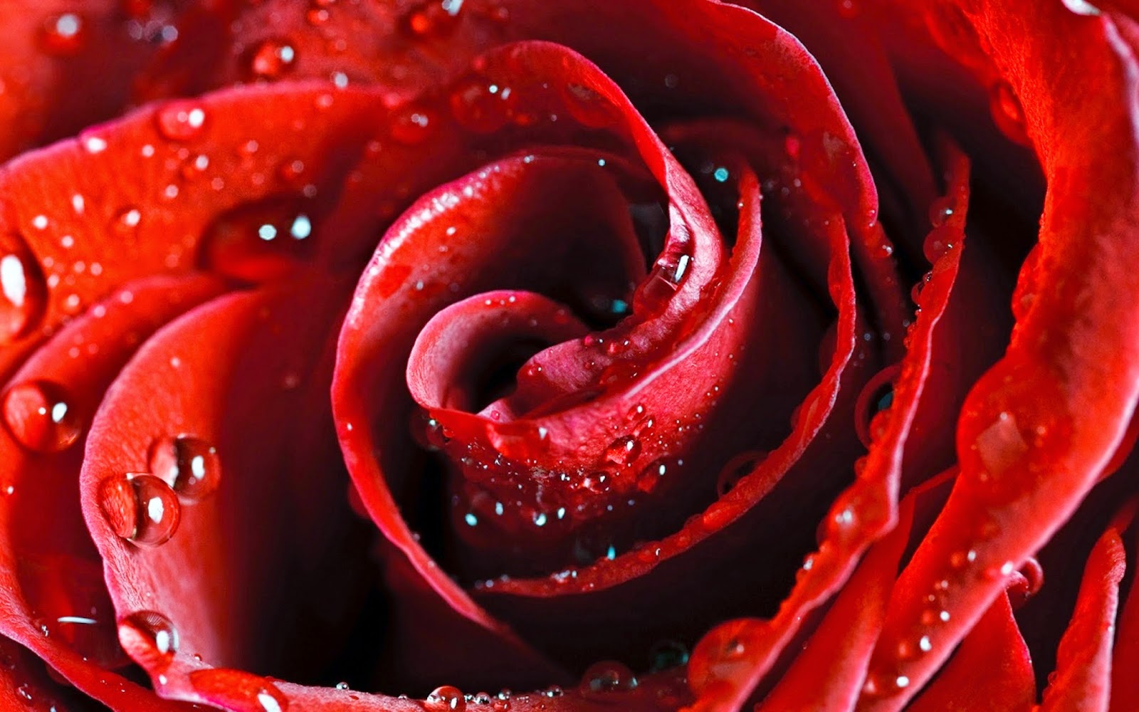 beautiful red rose wallpapers hd 1080wallpaperhd.com}