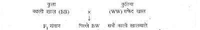 Bihar Board Class 10th Biology Solution  NCERT Science Chapter 9 (आनुवंशिकता एवं जैव विकास)  All Questions Answer  बिहार बोर्ड कक्षा 10वीं विज्ञान अध्याय 9  सभी प्रश्नों के उत्तर