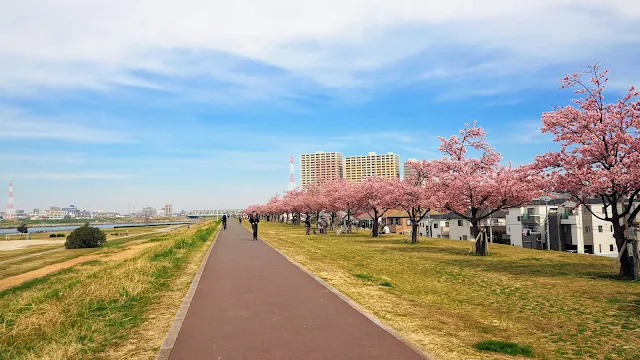 妙典から松戸まで江戸川沿いを北上、水元公園を横断して中川へ。葛西用水・曳舟川沿いに四つ木まで南下して荒川を渡り旧中川に沿って亀戸へ出る。亀戸天神に寄って横十間川～大横川と水路をめぐり木場～夢の島～若洲～東京ゲートブリッジ～お台場・レインボーブリッジを巡り豊洲を通って浜離宮まで。河津桜・梅の名所と東京湾2大ブリッジを巡るサイクリングコース。