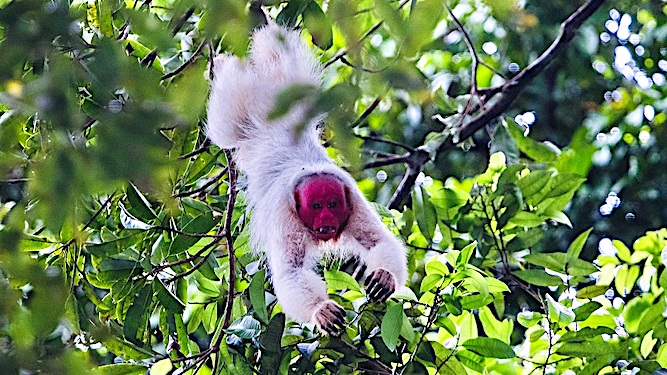 Fundação Grupo Boticário - Esse aí é o Uacari-branco, um primata que chama  muito a atenção dos moradores e visitantes da Amazônia por causa da sua  cabeça avermelhada e quase sem pelos.