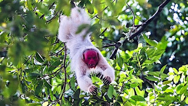 Uacari dos Kanamaris, o novo macaco descoberto neste ano, é endêmico da Amazônia 