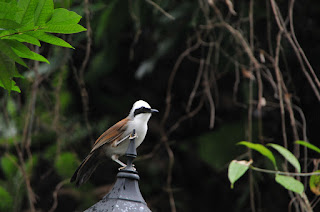 White-crested Laughingthrush (Garrulax leucolophus)