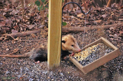 Possum eating peanuts from a tray bird feeder