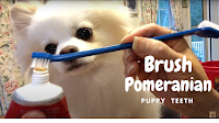 Brush Pomeranian puppy teeth
