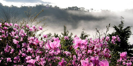 Medicinal plants of nepal2