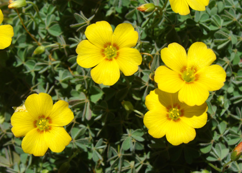 Кислица белеющая (Oxalis albicans)