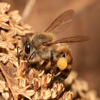 honey bees, Pollen