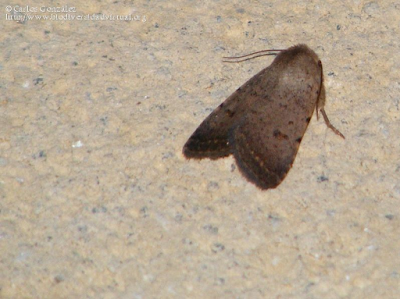 http://www.biodiversidadvirtual.org/insectarium/Caradrina-aspersa-img395311.html