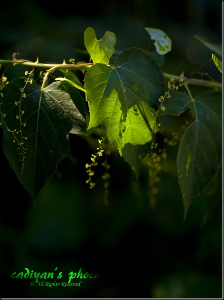 D700_2012-08-04_040