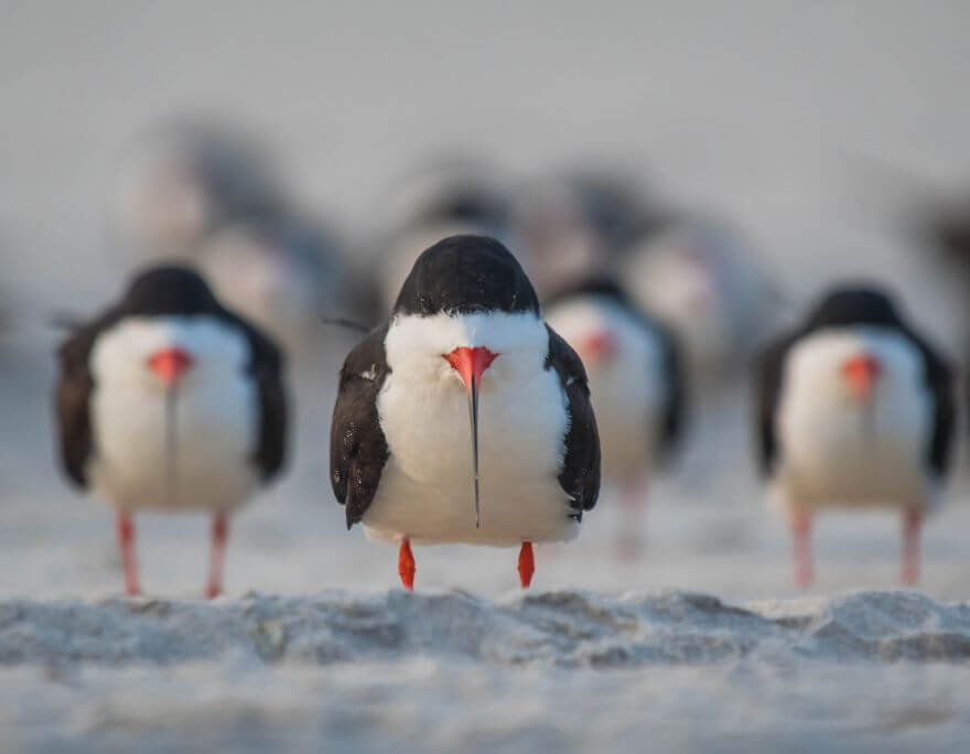 These Are The Finalists Of The Comedy Wildlife Photography Awards
