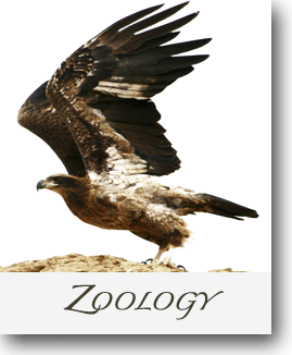 Department of Zoology