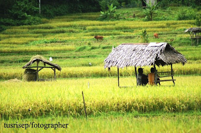  Gambar Pemandangan Sawah Picture Wallpaper Download 