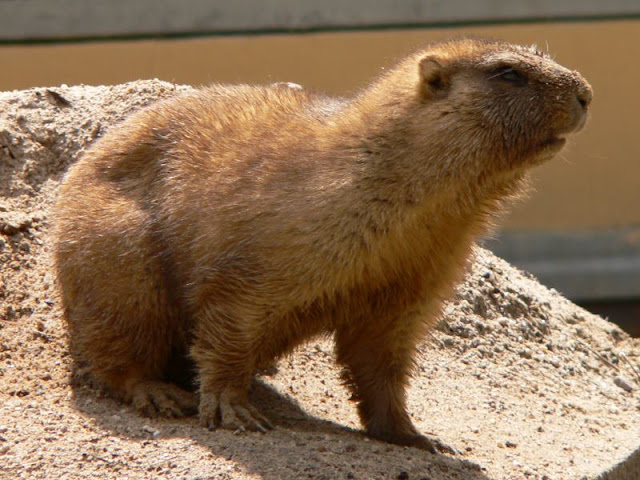 marmot