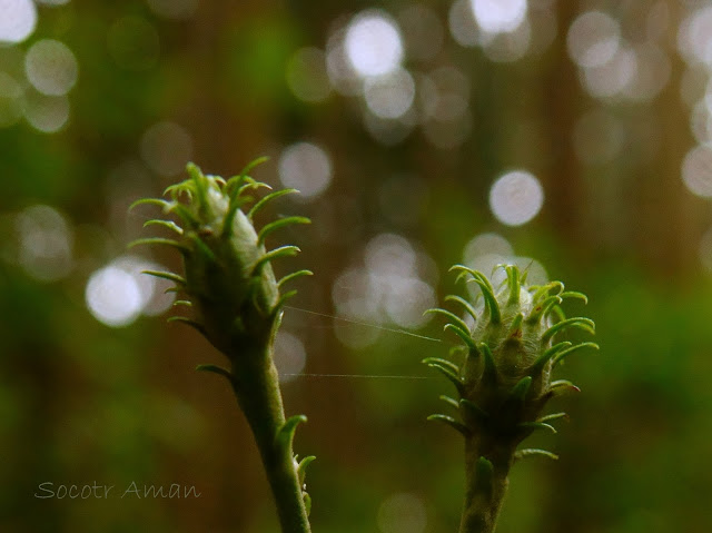 Saussurea sinuatoides