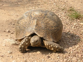 Südafrika161