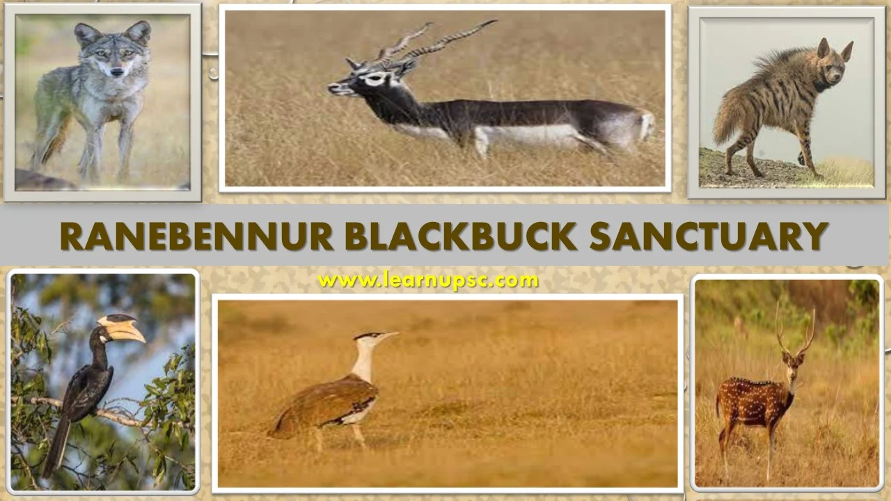 Ranebennur Blackbuck Sanctuary