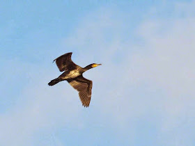 Phalacrocorax carbo, bird, cormorant, flying