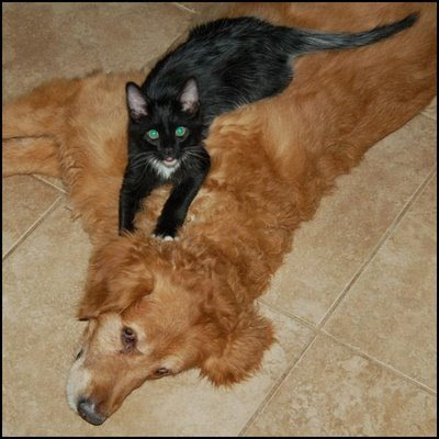 black cat and dog