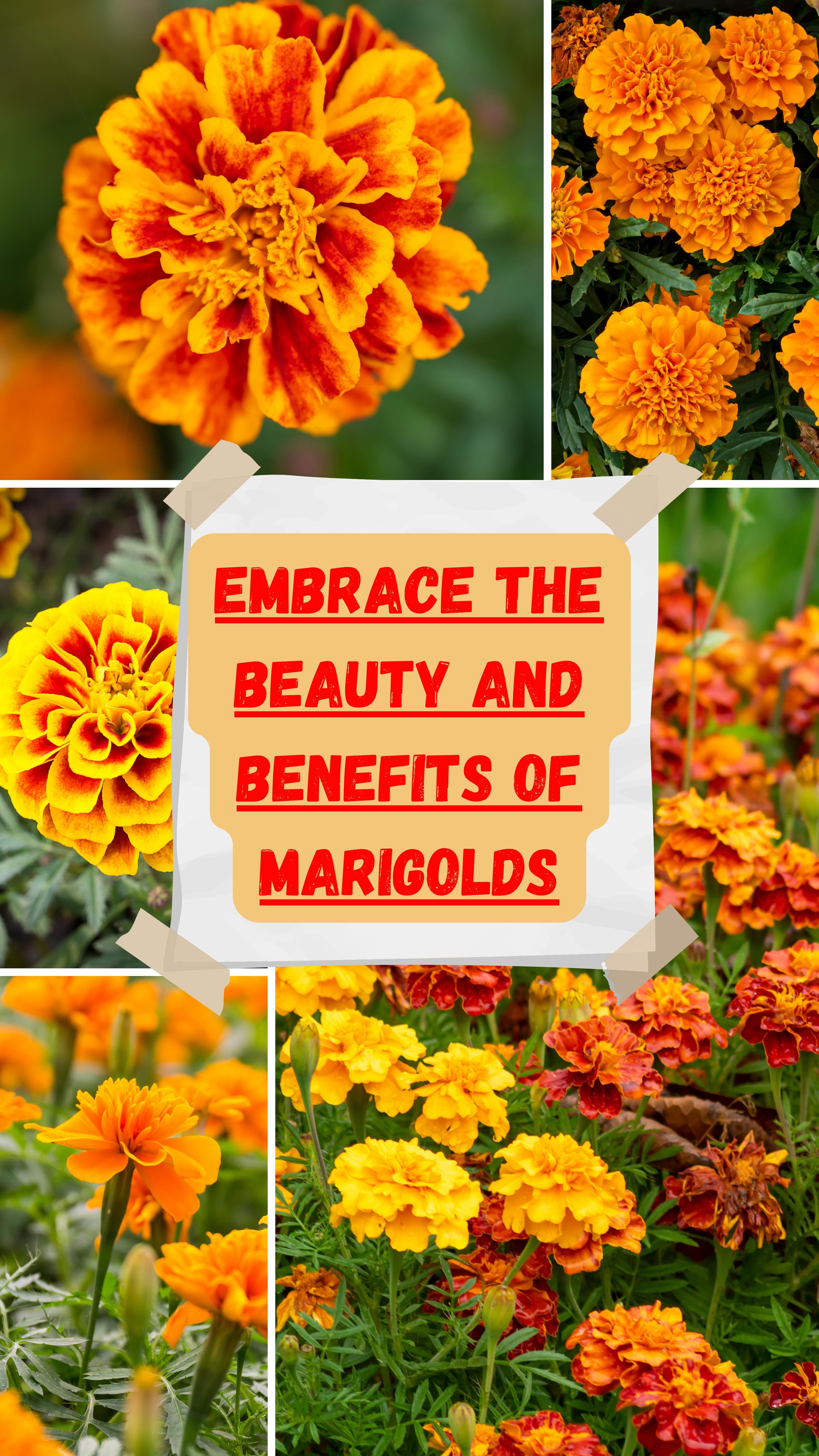 Embrace the magic of marigolds, and let your garden bloom with joy, health, and an undeniable zest for life.