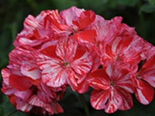 Peppermint-Twist-2011