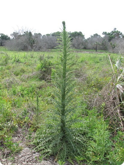 Nuttall's thistle (Cirsium nuttallii)