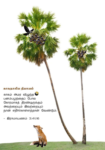 Crow palm tree syndrome - kaaka taaleeya Nyayam