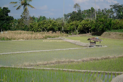 kebun teh bah butong sidamanik pematangsiantar