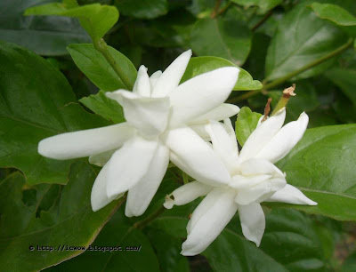 Beli, Arabian jasmine, Jasminum sambac