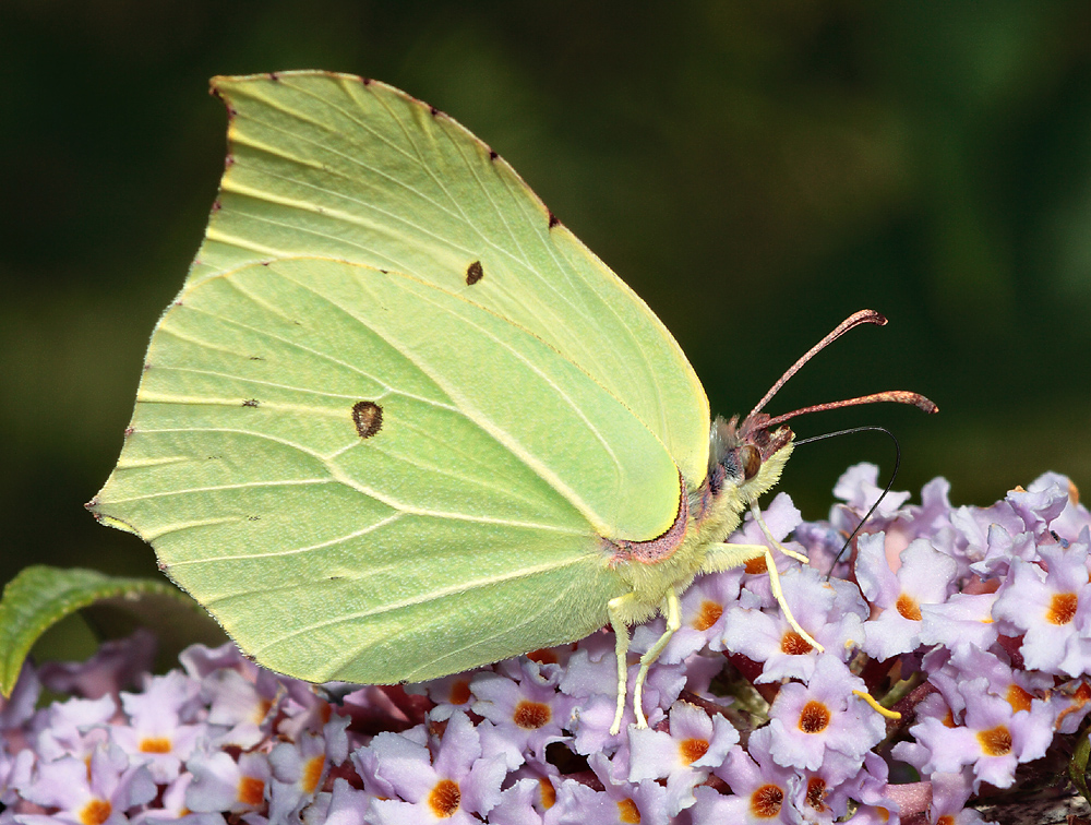 Brimstone butterfly, Gonepteryx rhamn i . 80--200mm, flash