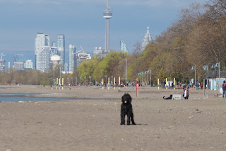 Bernedoodle on Toronto Beach with CN Tower in view