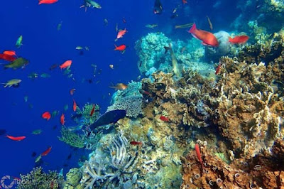 Bawah Laut Pantai Pemuteran