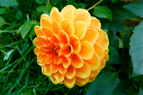 dahlia, orange dahlia, pompom dahlia, ball dahlia, garden