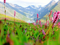 Neelum Valley AJK Alpine Flowers, Saral Lake