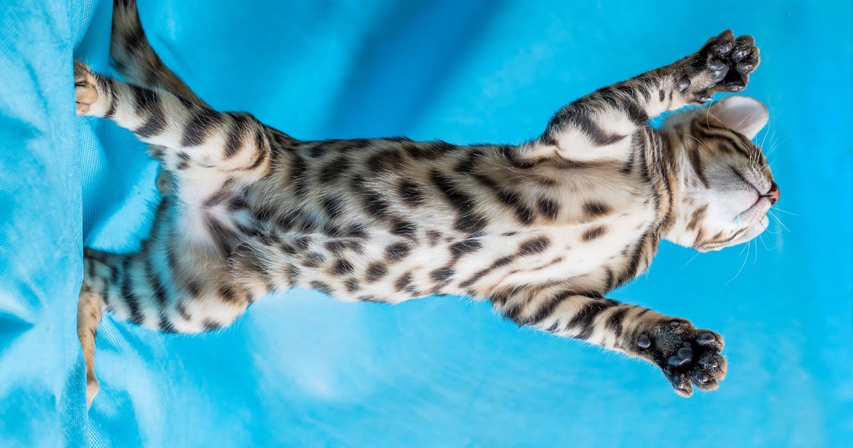 Snow mink Bengal cat