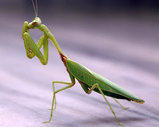 Praying Mantis Wallpapers