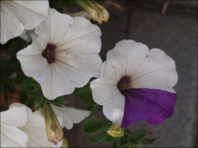 Aug2009 171
