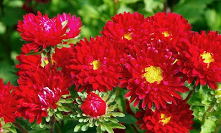 bunga-aster-merah