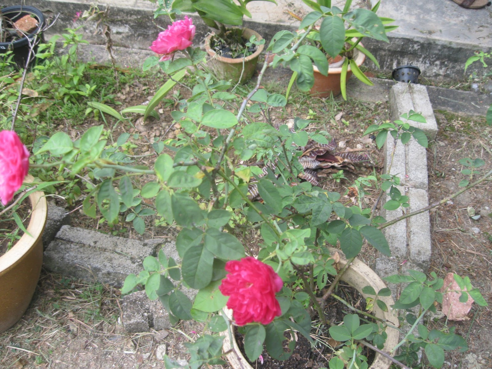 Bunga rose ini aku baru nak belajar tanam. Aku beli di Nurseri kat ...