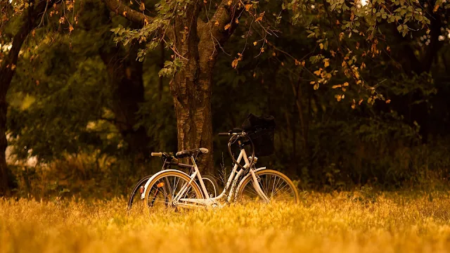 Wallpaper Bike, Trees, Forest, Nature, Grass