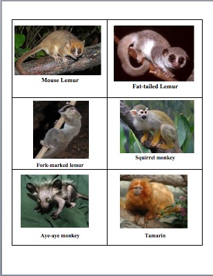 dichotomous key animals. To check to see if their key