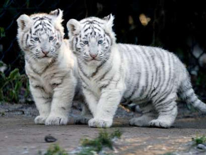 cute baby tigers