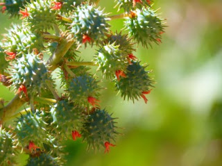 Gambar Buah Jarak 